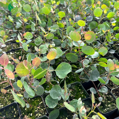 Silver Dollar Eucalyptus in 2.5''  – Live Plant