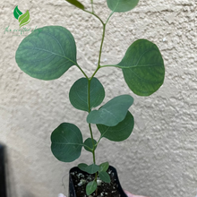 Silver Dollar Eucalyptus in 2.5''  – Live Plant