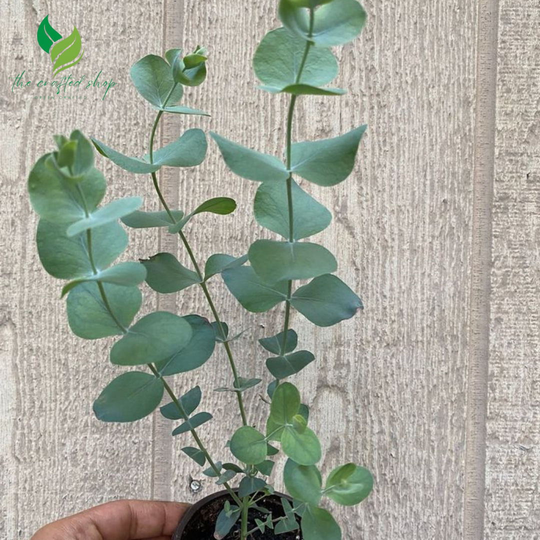 Silver Dollar Eucalyptus in 2.5''  – Live Plant