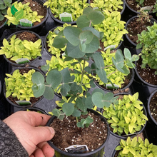 Silver Dollar Eucalyptus in 2.5''  – Live Plant