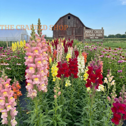 Snapdragon Maximum Mix Seeds – 2,000 Seeds