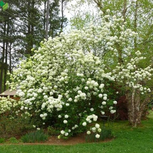 Snowball Bush ( Viburnum ) - Live Plant - Quart Pot