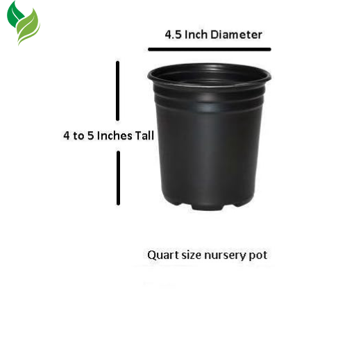Snowball Bush ( Viburnum ) - Live Plant - Quart Pot