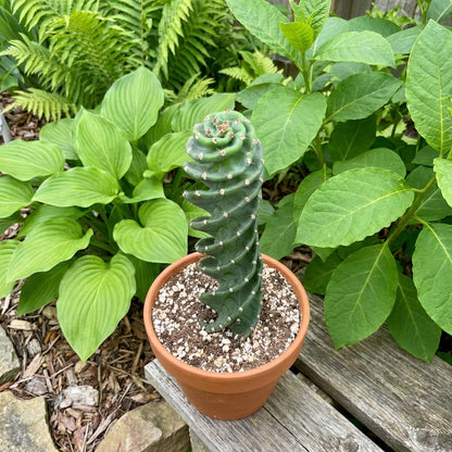 Spiral Cactus Cereus Spiralis – Rare Twisted Succulent