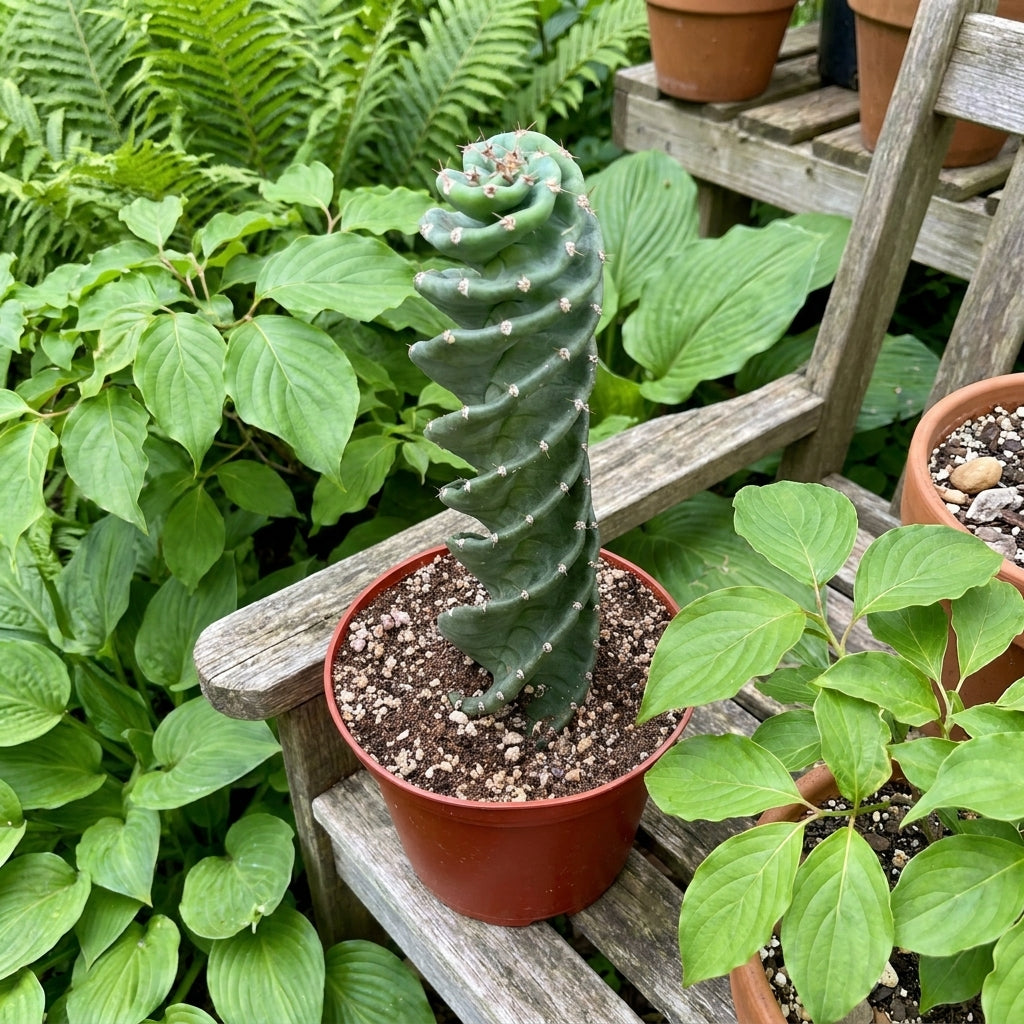 Spiral Cactus Cereus Spiralis – Rare Twisted Succulent
