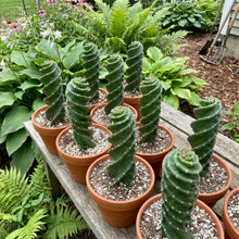 Spiral Cactus Cereus Spiralis – Rare Twisted Succulent