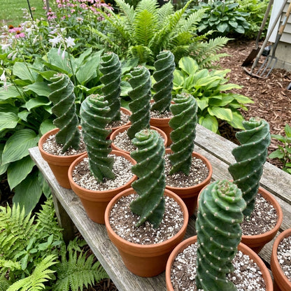 Spiral Cactus Cereus Spiralis – Rare Twisted Succulent