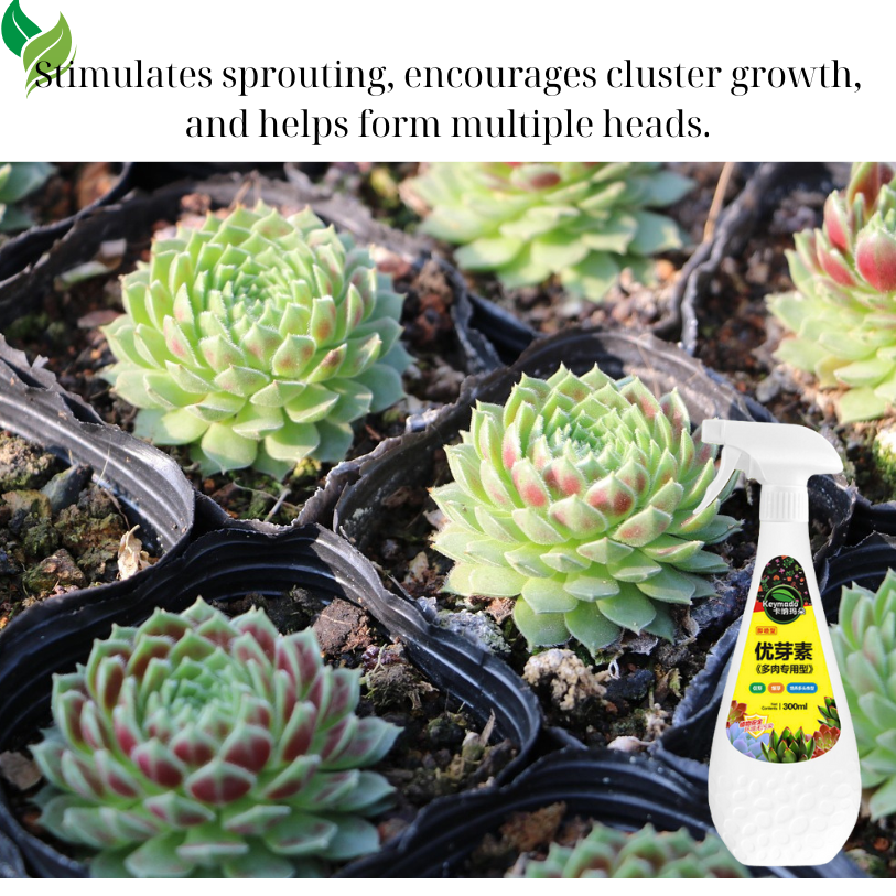 succulent bud booster spray Sprouts Booster 300ml – The Crafted Shop