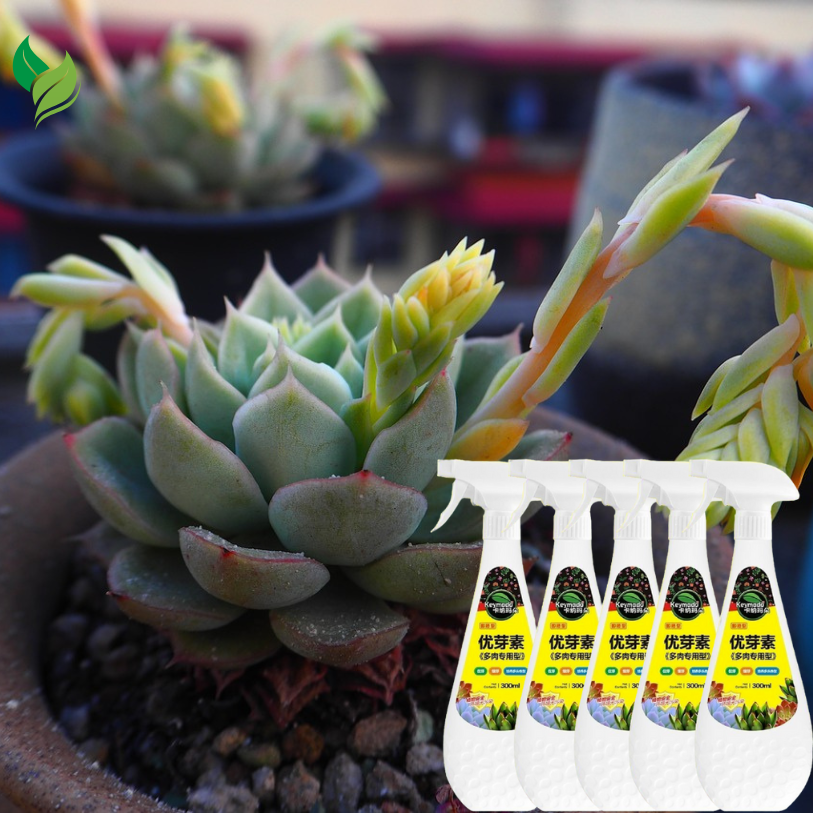 sprout booster for succulents Sprouts Booster 300ml – The Crafted Shop