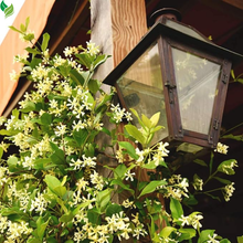 Star Jasmine- Perfect Plants Confederate Jasmine – Live Vine Plant