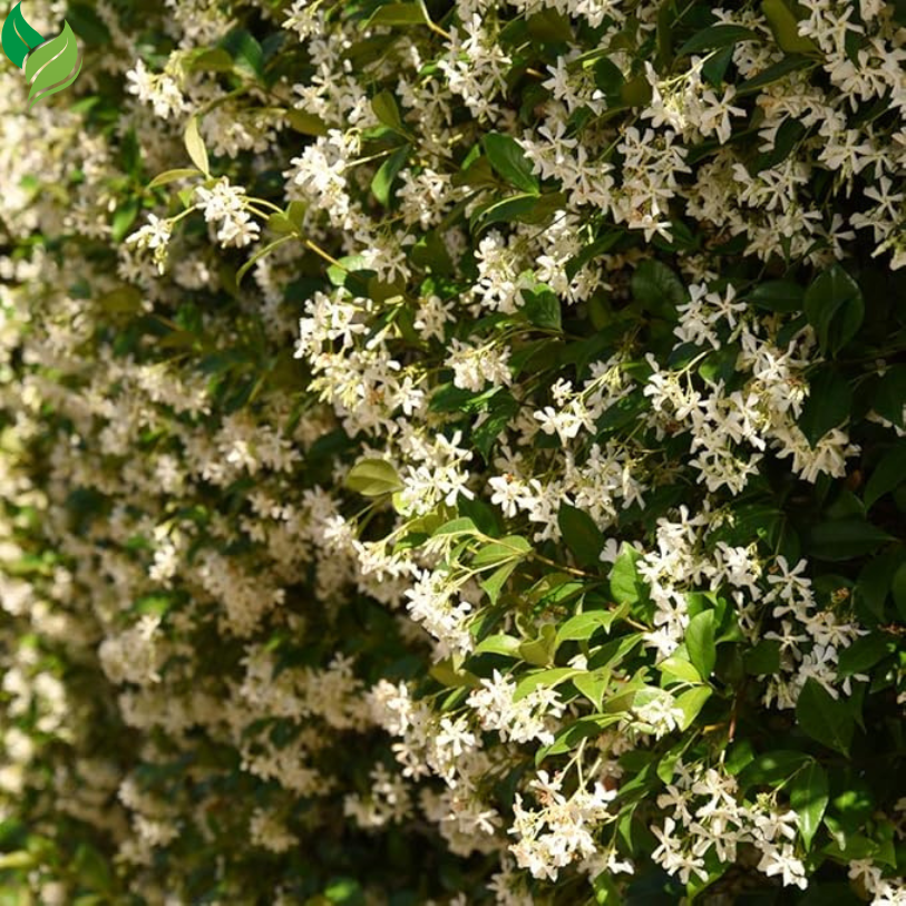 Star Jasmine- Perfect Plants Confederate Jasmine – Live Vine Plant