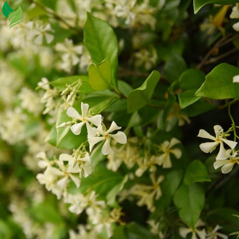 Star Jasmine- Perfect Plants Confederate Jasmine – Live Vine Plant