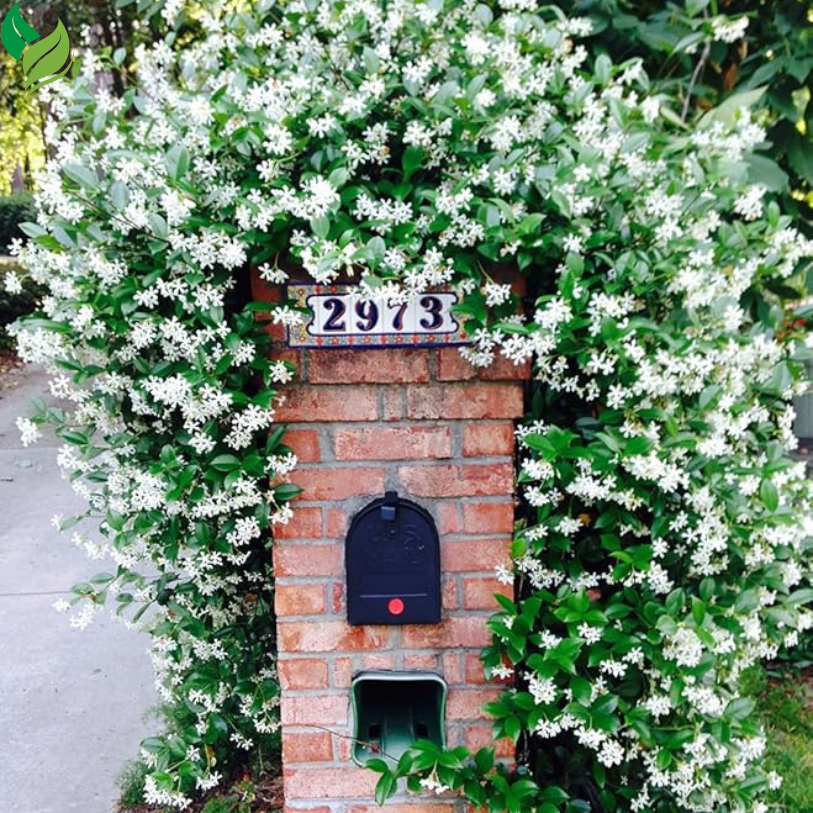 Star Jasmine- Perfect Plants Confederate Jasmine – Live Vine Plant