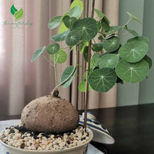 Stephania Erecta Caudex – 2.5” Dormant Bulb – No Root, No Leaves – Rare Exotic Plant