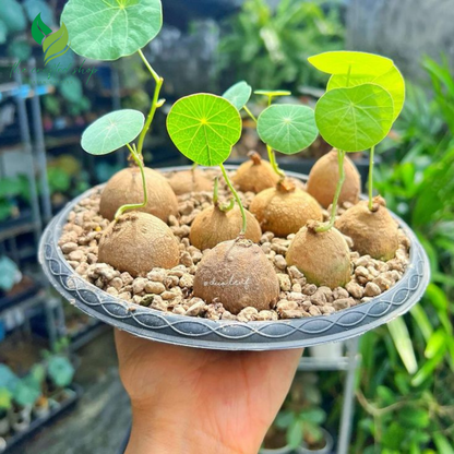 Stephania Erecta Caudex – 2.5” Dormant Bulb – No Root, No Leaves – Rare Exotic Plant
