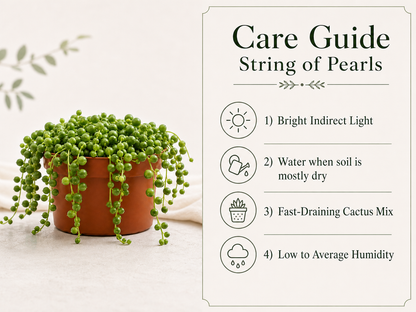 Hanging succulent plant with pearl-like green leaves
