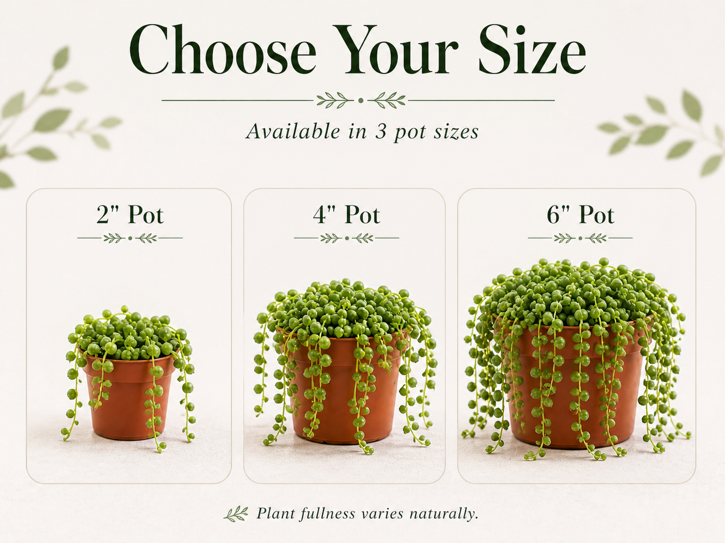 String of Pearls trailing houseplant for indoor decor