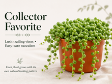 Live String of Pearls succulent with trailing vines