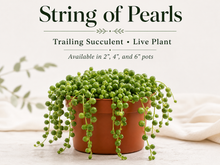 String of Pearls plant in nursery pot