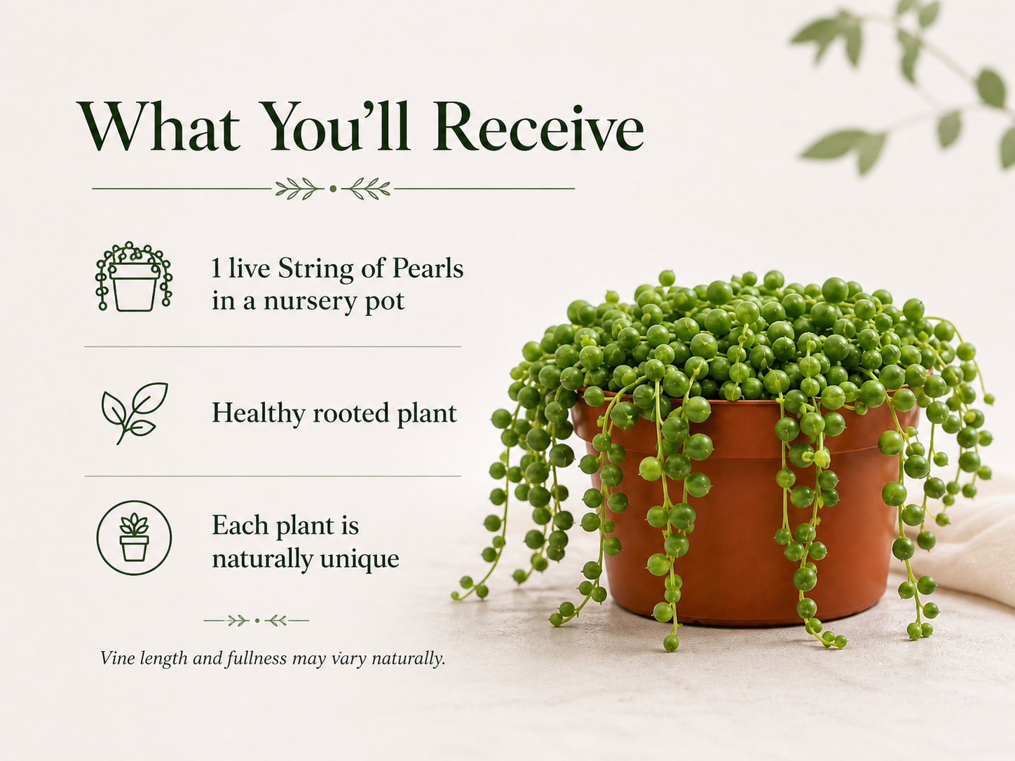 String of Pearls plant for hanging basket display