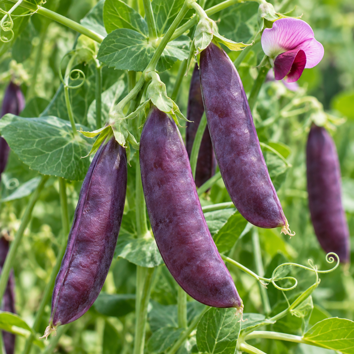 Sugar Magnolia Purple Snap Pea plants growing on a garden trellis