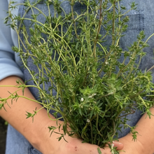 Summer Savory Herb Seeds – Aromatic Annual Culinary Herb for Garden & Kitchen