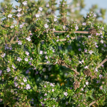 Summer Savory Herb Seeds – Aromatic Annual Culinary Herb for Garden & Kitchen
