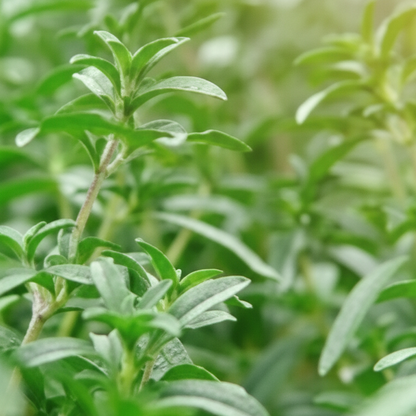 Summer Savory Herb Seeds – Aromatic Annual Culinary Herb for Garden & Kitchen