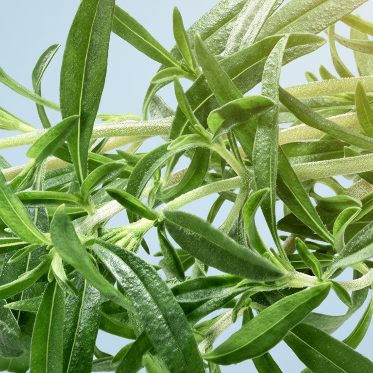 Summer Savory Herb Seeds – Aromatic Annual Culinary Herb for Garden & Kitchen