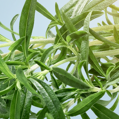 Summer Savory Herb Seeds – Aromatic Annual Culinary Herb for Garden & Kitchen