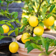 Sweet Lemon Live Plant Lemon Outdoor Fruit Tree