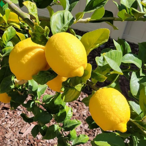 Sweet Lemon Live Plant Lemon Outdoor Fruit Tree