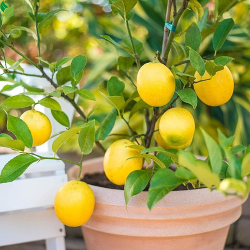 Sweet Lemon Live Plant Lemon Outdoor Fruit Tree