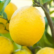 Sweet Lemon Live Plant Lemon Outdoor Fruit Tree