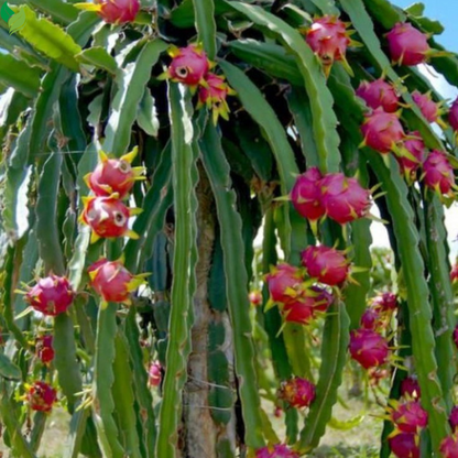 Tropical Fruit Variety Pack - 4 Live Exotic Starter Plants - One Each of Passion Fruit, Fig Tree, Dragon Fruit, and Pineapple