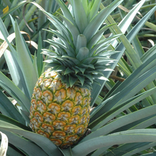Tropical Fruit Variety Pack - 4 Live Exotic Starter Plants - One Each of Passion Fruit, Fig Tree, Dragon Fruit, and Pineapple