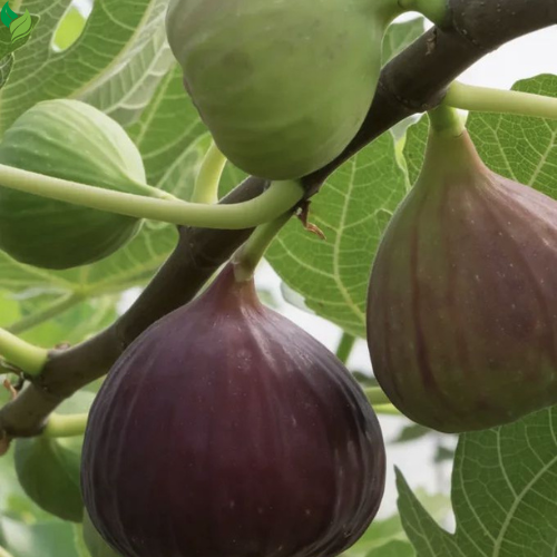 Tropical Fruit Variety Pack - 4 Live Exotic Starter Plants - One Each of Passion Fruit, Fig Tree, Dragon Fruit, and Pineapple