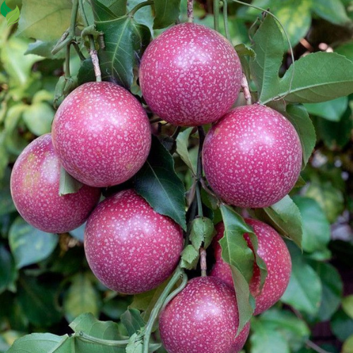 Tropical Fruit Variety Pack - 4 Live Exotic Starter Plants - One Each of Passion Fruit, Fig Tree, Dragon Fruit, and Pineapple