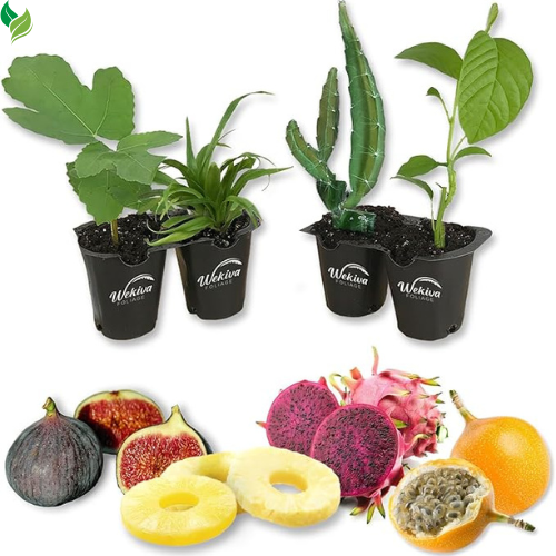 Tropical Fruit Variety Pack - 4 Live Exotic Starter Plants - One Each of Passion Fruit, Fig Tree, Dragon Fruit, and Pineapple