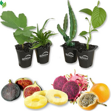 Tropical Fruit Variety Pack - 4 Live Exotic Starter Plants - One Each of Passion Fruit, Fig Tree, Dragon Fruit, and Pineapple
