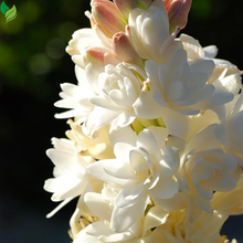 Tuberose -  Fragrant Flowers  Ideal for Aromatic Gardens& Flower Arrangements