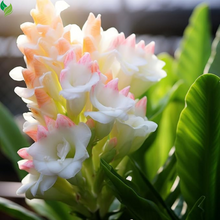 Tuberose -  Fragrant Flowers  Ideal for Aromatic Gardens& Flower Arrangements