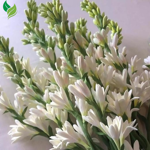Tuberose -  Fragrant Flowers  Ideal for Aromatic Gardens& Flower Arrangements
