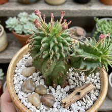 Twisted Euphorbia cactus in small nursery pot