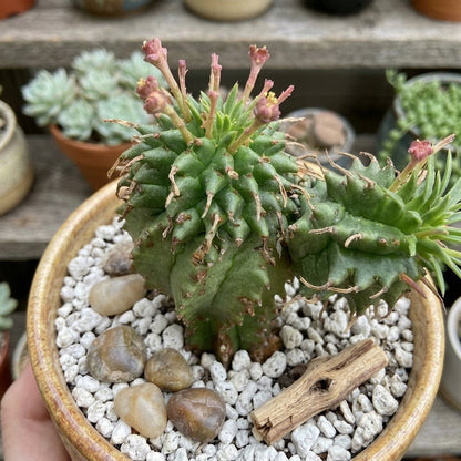Twisted Euphorbia cactus in small nursery pot