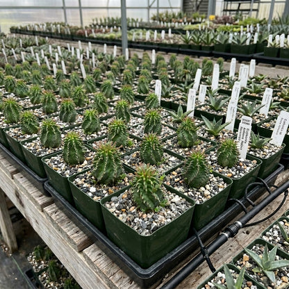 Rare Euphorbia succulent with sculptural growth