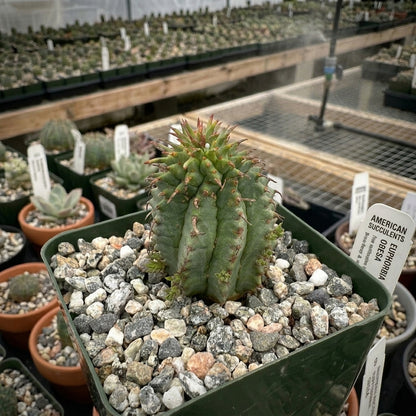 Compact spiral cactus for indoor spaces