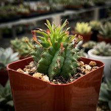 Rare spiral succulent close-up indoors