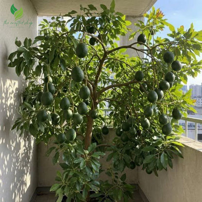 Dwarf Avocado HASS Tree Live Plant – Creamy Avocado Variety 4-Inch Pot