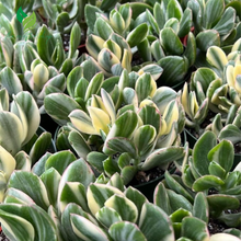 🌿 Variegated Jade Plant – Tri-Color Crassula Ovata | Rooted Live Succulent in 2'' Pot